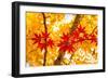 Red Line in the Wind-Philippe Sainte-Laudy-Framed Photographic Print