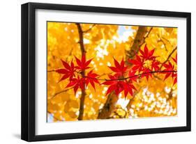 Red Line in the Wind-Philippe Sainte-Laudy-Framed Photographic Print