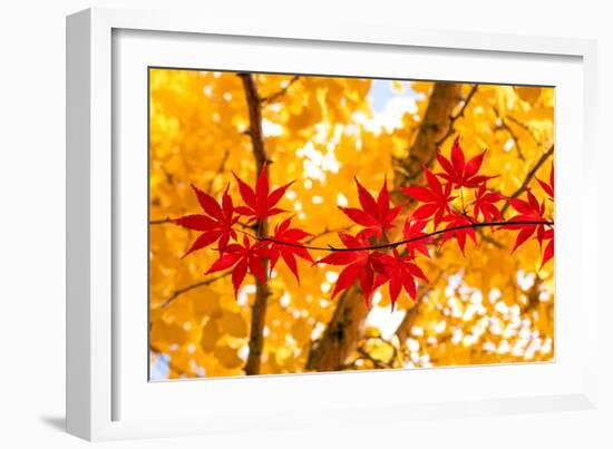 Red Line in the Wind-Philippe Sainte-Laudy-Framed Photographic Print