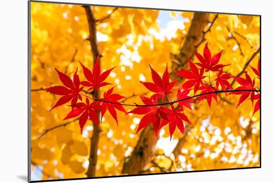 Red Line in the Wind-Philippe Sainte-Laudy-Mounted Photographic Print