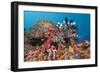 Red Lion Fish in the Reef, Pterois Volitans, Raja Ampat, West Papua, Indonesia-Reinhard Dirscherl-Framed Photographic Print