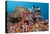 Red Lion Fish in the Reef, Pterois Volitans, Raja Ampat, West Papua, Indonesia-Reinhard Dirscherl-Stretched Canvas