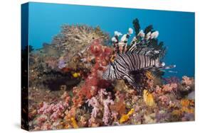 Red Lion Fish in the Reef, Pterois Volitans, Raja Ampat, West Papua, Indonesia-Reinhard Dirscherl-Stretched Canvas