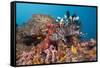 Red Lion Fish in the Reef, Pterois Volitans, Raja Ampat, West Papua, Indonesia-Reinhard Dirscherl-Framed Stretched Canvas