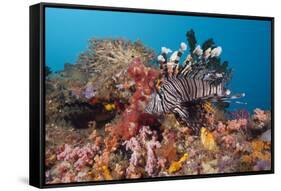 Red Lion Fish in the Reef, Pterois Volitans, Raja Ampat, West Papua, Indonesia-Reinhard Dirscherl-Framed Stretched Canvas