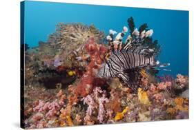 Red Lion Fish in the Reef, Pterois Volitans, Raja Ampat, West Papua, Indonesia-Reinhard Dirscherl-Stretched Canvas
