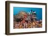 Red Lion Fish in the Reef, Pterois Volitans, Raja Ampat, West Papua, Indonesia-Reinhard Dirscherl-Framed Photographic Print