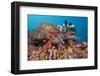 Red Lion Fish in the Reef, Pterois Volitans, Raja Ampat, West Papua, Indonesia-Reinhard Dirscherl-Framed Photographic Print