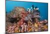 Red Lion Fish in the Reef, Pterois Volitans, Raja Ampat, West Papua, Indonesia-Reinhard Dirscherl-Mounted Photographic Print