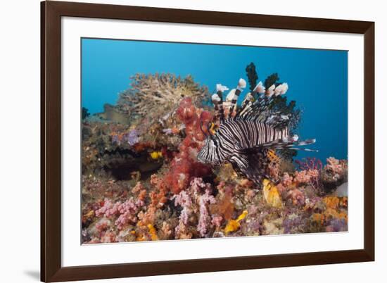 Red Lion Fish in the Reef, Pterois Volitans, Raja Ampat, West Papua, Indonesia-Reinhard Dirscherl-Framed Photographic Print