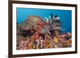 Red Lion Fish in the Reef, Pterois Volitans, Raja Ampat, West Papua, Indonesia-Reinhard Dirscherl-Framed Photographic Print