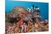 Red Lion Fish in the Reef, Pterois Volitans, Raja Ampat, West Papua, Indonesia-Reinhard Dirscherl-Mounted Photographic Print