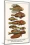 Red Lionfish, Brown Scorpionfish, Frogfish, Hooknose and Flying Gurnard-Albertus Seba-Mounted Art Print