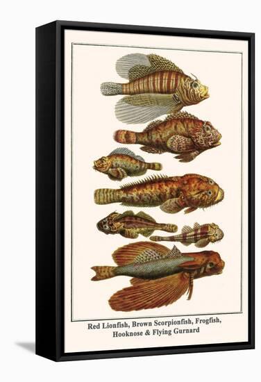 Red Lionfish, Brown Scorpionfish, Frogfish, Hooknose and Flying Gurnard-Albertus Seba-Framed Stretched Canvas