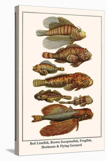 Red Lionfish, Brown Scorpionfish, Frogfish, Hooknose and Flying Gurnard-Albertus Seba-Stretched Canvas