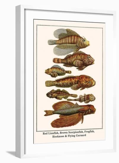 Red Lionfish, Brown Scorpionfish, Frogfish, Hooknose and Flying Gurnard-Albertus Seba-Framed Art Print