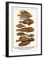 Red Lionfish, Brown Scorpionfish, Frogfish, Hooknose and Flying Gurnard-Albertus Seba-Framed Art Print