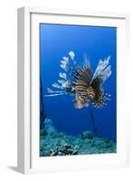 Red Lionfish, Jardines De La Reina National Park, Cuba, Caribbean-Pete Oxford-Framed Photographic Print