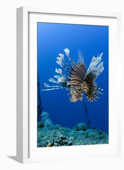 Red Lionfish, Jardines De La Reina National Park, Cuba, Caribbean-Pete Oxford-Framed Photographic Print