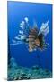 Red Lionfish, Jardines De La Reina National Park, Cuba, Caribbean-Pete Oxford-Mounted Photographic Print