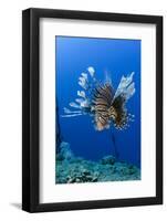 Red Lionfish, Jardines De La Reina National Park, Cuba, Caribbean-Pete Oxford-Framed Photographic Print