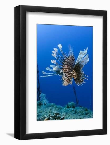 Red Lionfish, Jardines De La Reina National Park, Cuba, Caribbean-Pete Oxford-Framed Photographic Print