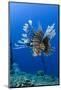 Red Lionfish, Jardines De La Reina National Park, Cuba, Caribbean-Pete Oxford-Mounted Photographic Print