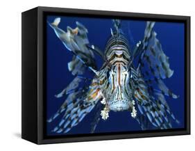 Red Lionfish-Bill Varie-Framed Stretched Canvas