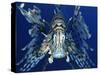 Red Lionfish-Bill Varie-Stretched Canvas