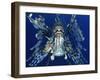 Red Lionfish-Bill Varie-Framed Premium Photographic Print