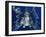 Red Lionfish-Bill Varie-Framed Premium Photographic Print