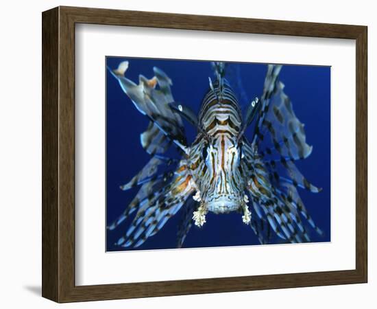 Red Lionfish-Bill Varie-Framed Photographic Print