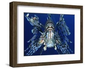 Red Lionfish-Bill Varie-Framed Photographic Print