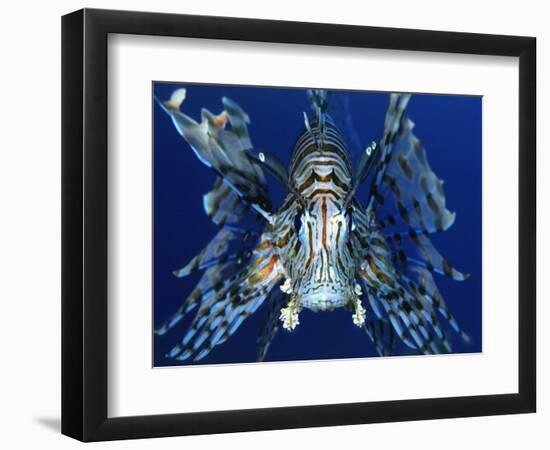 Red Lionfish-Bill Varie-Framed Photographic Print