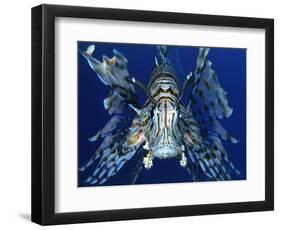 Red Lionfish-Bill Varie-Framed Photographic Print