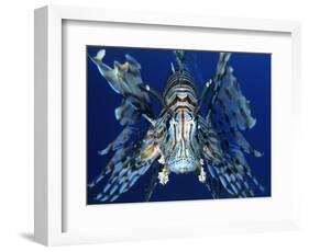 Red Lionfish-Bill Varie-Framed Photographic Print