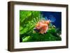 Red Lionfish-anita_bonita-Framed Photographic Print