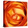 Red Lipped Yellow Rose-Joseph Eta-Stretched Canvas