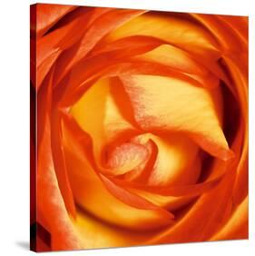 Red Lipped Yellow Rose-Joseph Eta-Stretched Canvas