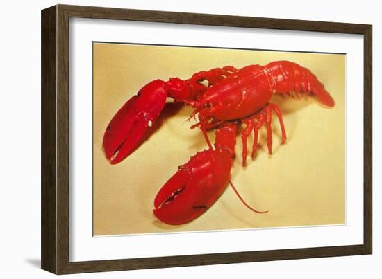 Red Lobster-null-Framed Art Print