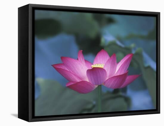 Red Lotus Flower, Hangzhou, Zhejiang Province, China-Keren Su-Framed Stretched Canvas