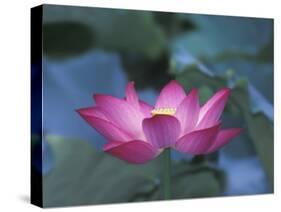 Red Lotus Flower, Hangzhou, Zhejiang Province, China-Keren Su-Stretched Canvas