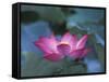 Red Lotus Flower, Hangzhou, Zhejiang Province, China-Keren Su-Framed Stretched Canvas