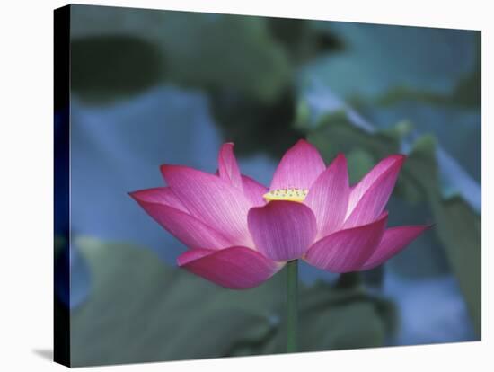 Red Lotus Flower, Hangzhou, Zhejiang Province, China-Keren Su-Stretched Canvas