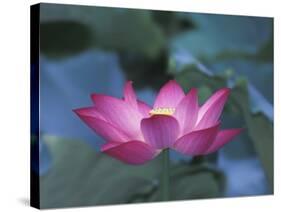 Red Lotus Flower, Hangzhou, Zhejiang Province, China-Keren Su-Stretched Canvas