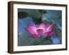 Red Lotus Flower, Hangzhou, Zhejiang Province, China-Keren Su-Framed Photographic Print