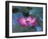 Red Lotus Flower, Hangzhou, Zhejiang Province, China-Keren Su-Framed Photographic Print