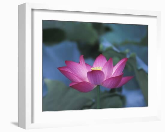 Red Lotus Flower, Hangzhou, Zhejiang Province, China-Keren Su-Framed Photographic Print