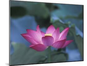 Red Lotus Flower, Hangzhou, Zhejiang Province, China-Keren Su-Mounted Photographic Print