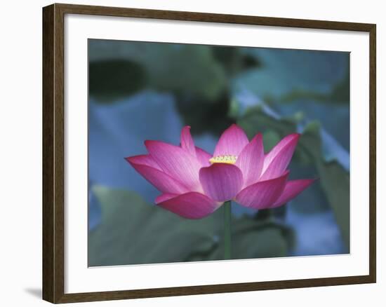 Red Lotus Flower, Hangzhou, Zhejiang Province, China-Keren Su-Framed Photographic Print